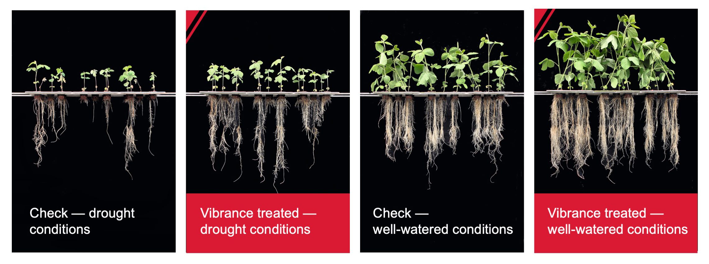 A comparison photo shows the roots and growth of Rhizoctonia-inoculated soybeans. The photos compare soybeans treated with Vibrance fungicide compared to an untreated check in well-watered conditions and drought conditions. 