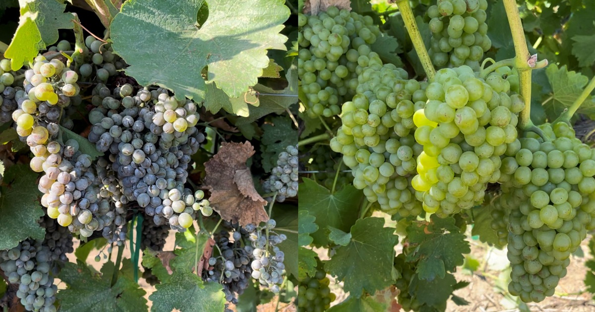 A comparison photo shows untreated grapes heavily impacted by powdery mildew next to healthy grapes treated with Miravis Prime