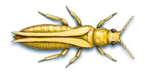 Illustration of a citrus thrips