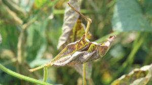 Diseased soybean leaf