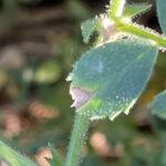 Field peas with Ascochyta blight damage