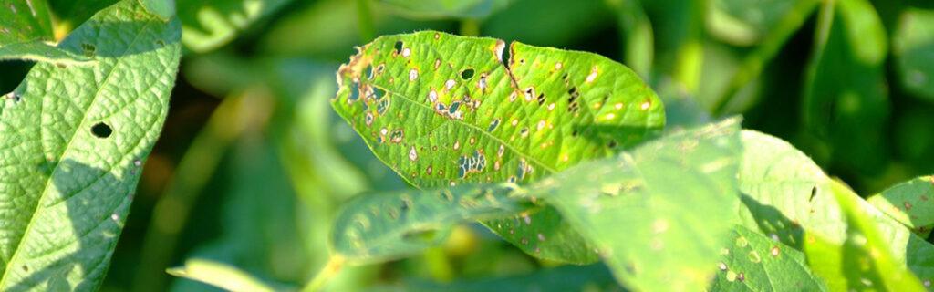 Soybean plants affected by frogeye leaf spot