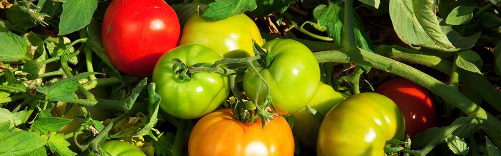 Fruiting, healthy tomato crop
