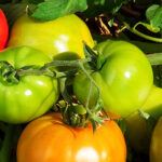 Fruiting, healthy tomato crop