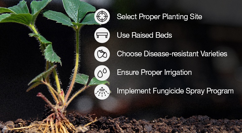 A list of best practices for protecting strawberries from red stele rot and crown rot. The background is an image of a strawberry plant with healthy roots. 