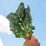 An image of a cabbage leaf damaged by diamondback moth larvae. 