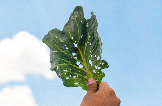 Fight Diamondback Moth and More in Brassica Crops | Syngenta Thrive