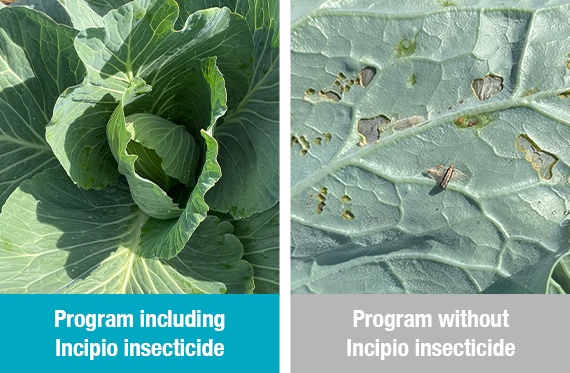 A comparison photo shows improved control of diamondback moth shows in cabbage with a program including Incipio insecticide compared to alternative products. 