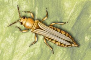 Detailed illustration of a western flower thrip