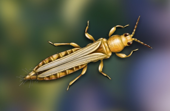 An detailed illustration of a western flower thrip. 