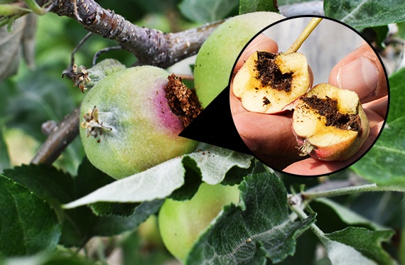 A close up photos of apples with frass left behind by codling moth. There is a close up of the inside of an apple showing the tunnel filled with frass left behind by codling moth.
