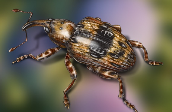A detailed illustration of a plum curculio. 