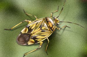 An illustration of a tarnished plant bug shows a clear visual of its identifying characteristics, including the reddish-brown markings on wings. 
