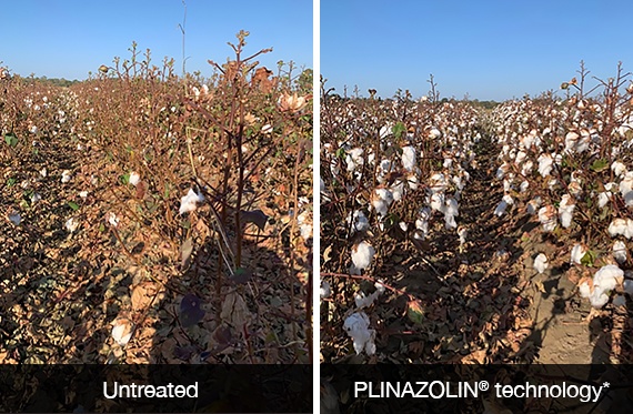 A side-by-side comparison photo shows insect damage in untreated cotton plants next to cotton plants treated with Vertento insecticide. The untreated side shows reduced marketable yields. 