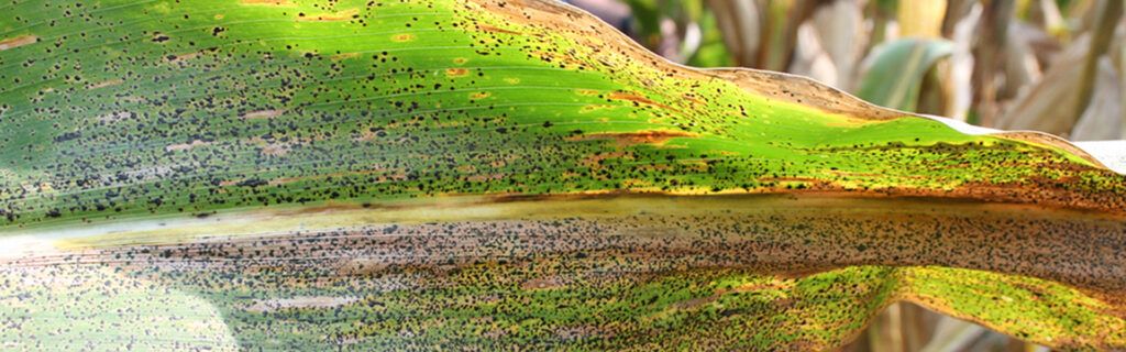 Tar spot produces black tar-like spots on the corn leaf surface.