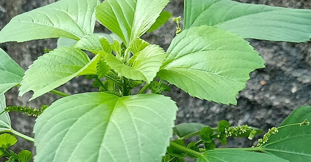 A close up photo of Asian copperleaf in a row crop field, with emphasis on the identifying characteristic, heart-shaped bracts, that set it apart from other weed species