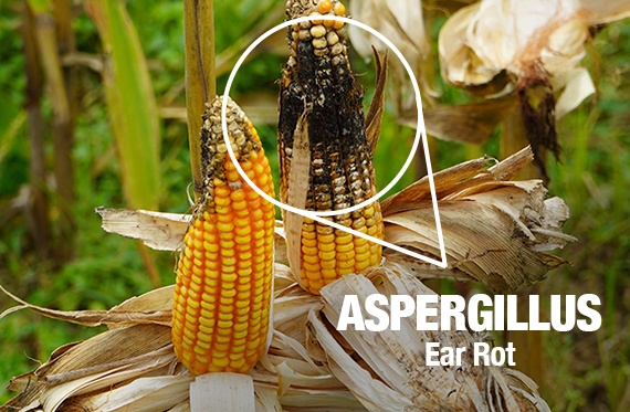 A close-up photo of an ear of corn affected by Aspergillus ear rot. Olive-colored spores are growing on the end of the ear and powdery mold is beginning to grow between kernels. 