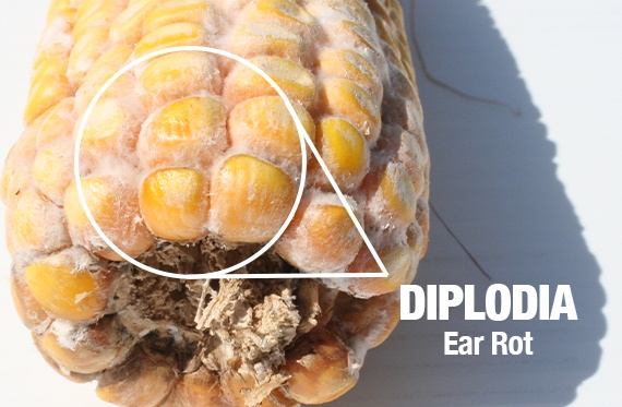 A close-up photo shows the base of an ear of corn affected by Diplodia ear rot, with powdery white mold growing between kernels. 