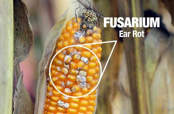 A close photo of a corn cob affected by Fusarium ear rot. The white fungal growth on the kernels is clear to see. 