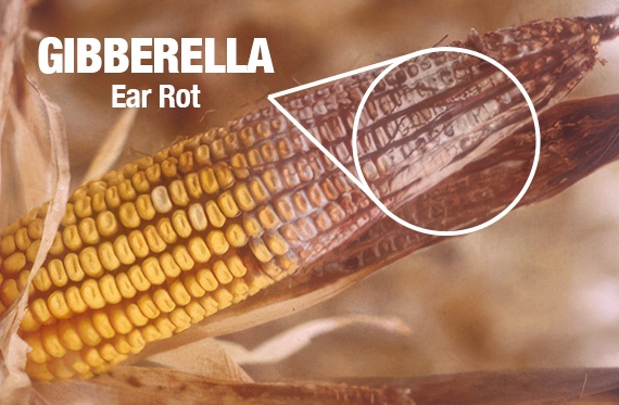 An ear of corn affected by Gibberella ear rot. Half of the ear has visible pink and reddish fungal growth starting at the tip of the ear. 