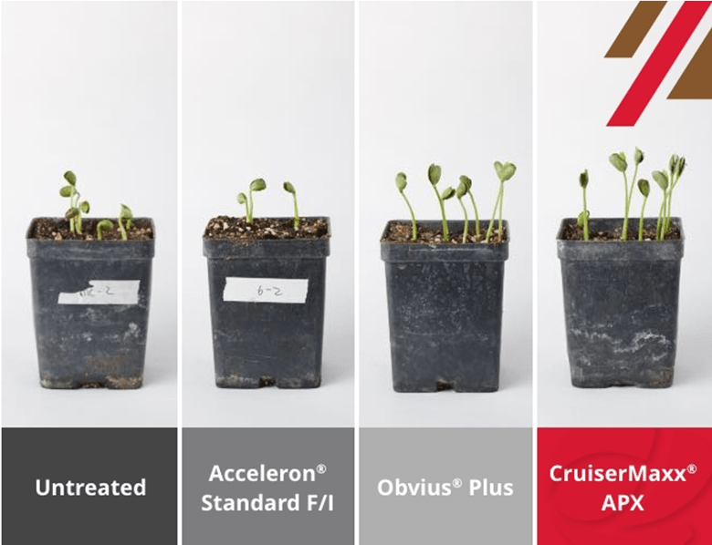 A comparison photo shows four different containers with soybean seedlings inoculated with Pythium ultimum, Pythium irregular, Rhizoctonia solani and Fusarium. The photo shows the relative health and performance of the seedlings treated with CruiserMaxx APX compared to an untreated check and two alternative products. 