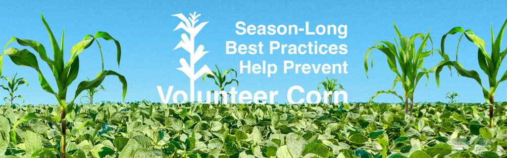 An image of a soybean field shows several volunteer corn plants above the soybean canopy. An illustration of more volunteer corn accompanies text that reads 