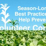 An image of a soybean field shows several volunteer corn plants above the soybean canopy. An illustration of more volunteer corn accompanies text that reads 