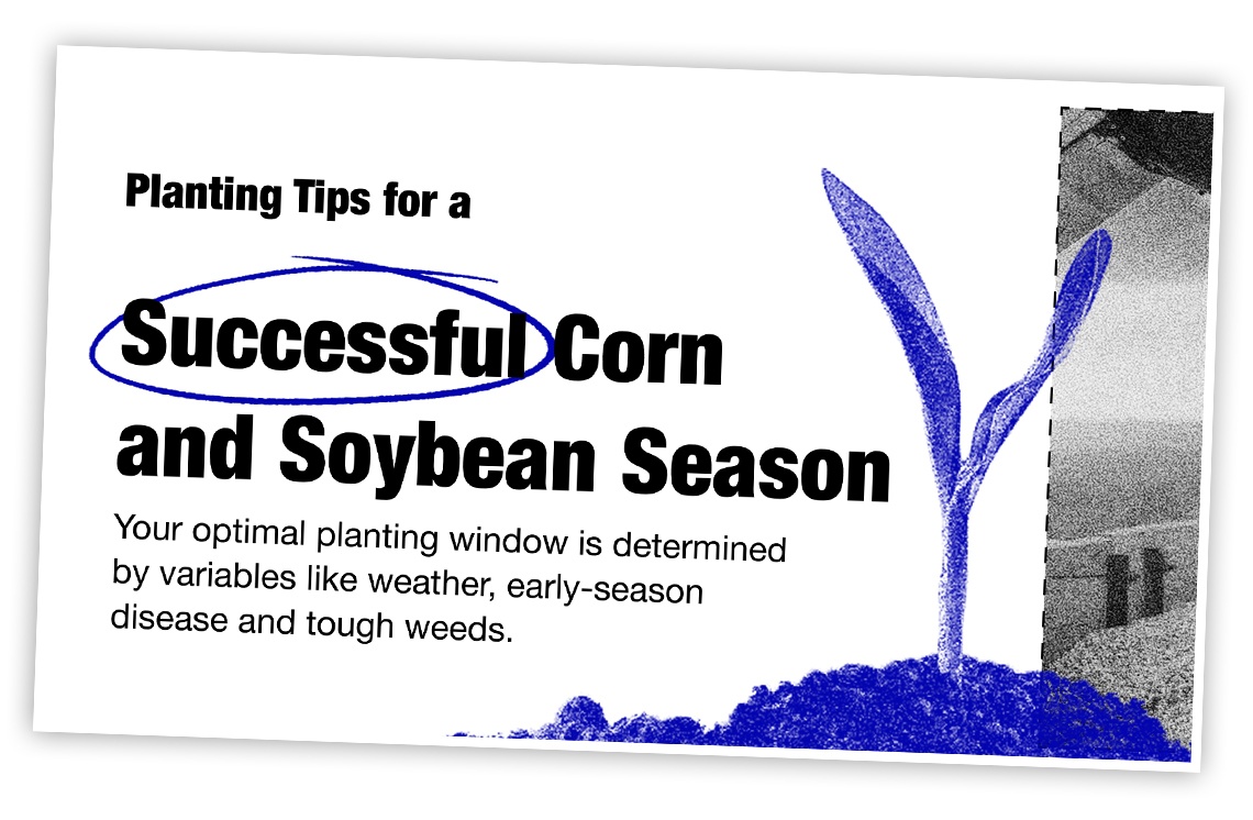 An illustration of a healthy corn seedling and information and title text reading "Planting tips for a successful corn and soybean season." 