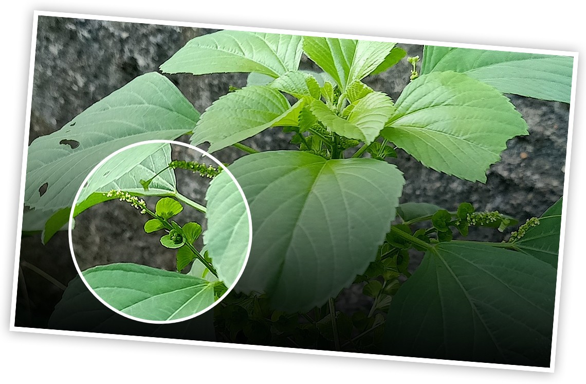 A close up photo shows Asian copperleaf and highlights its identifying characteristic, heart-shaped bracts.