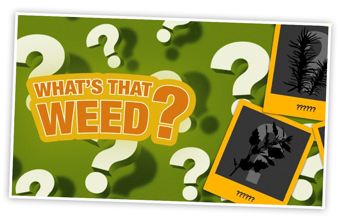 Cards showing silhouettes of weeds from the "Test Your Weed Knowledge" infographic. 