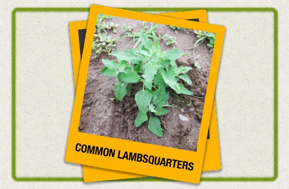 Common lambsquarters growing in a field. 