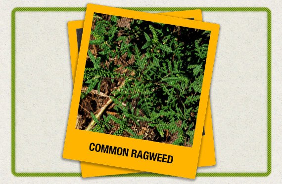 A close-up photo of common ragweed.