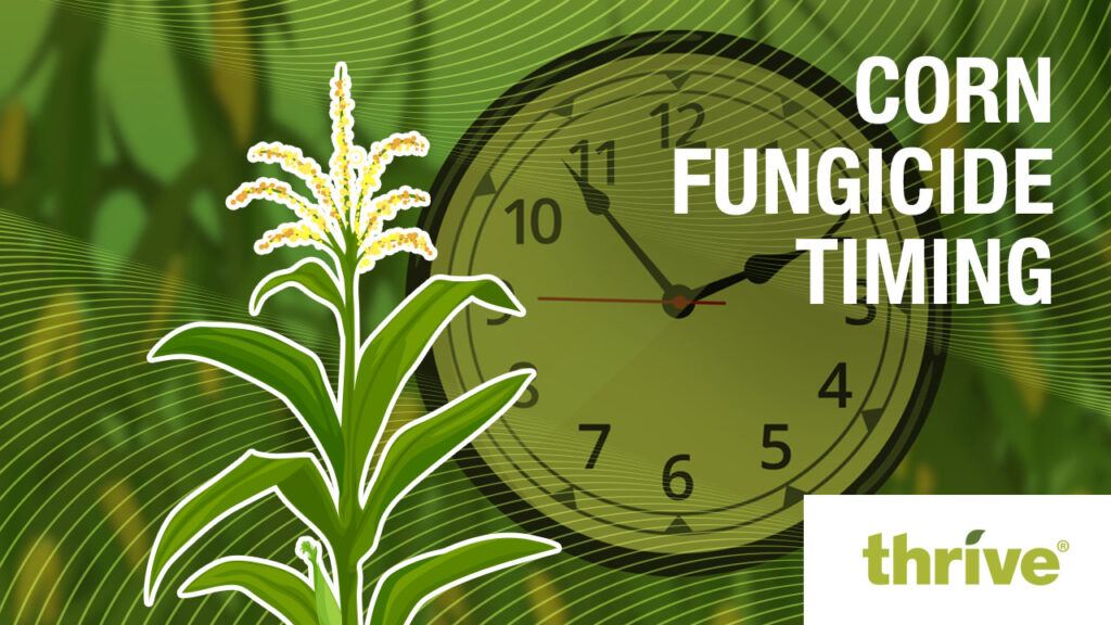 An illustration of a corn plant and clock accompany the title text and Thrive logo