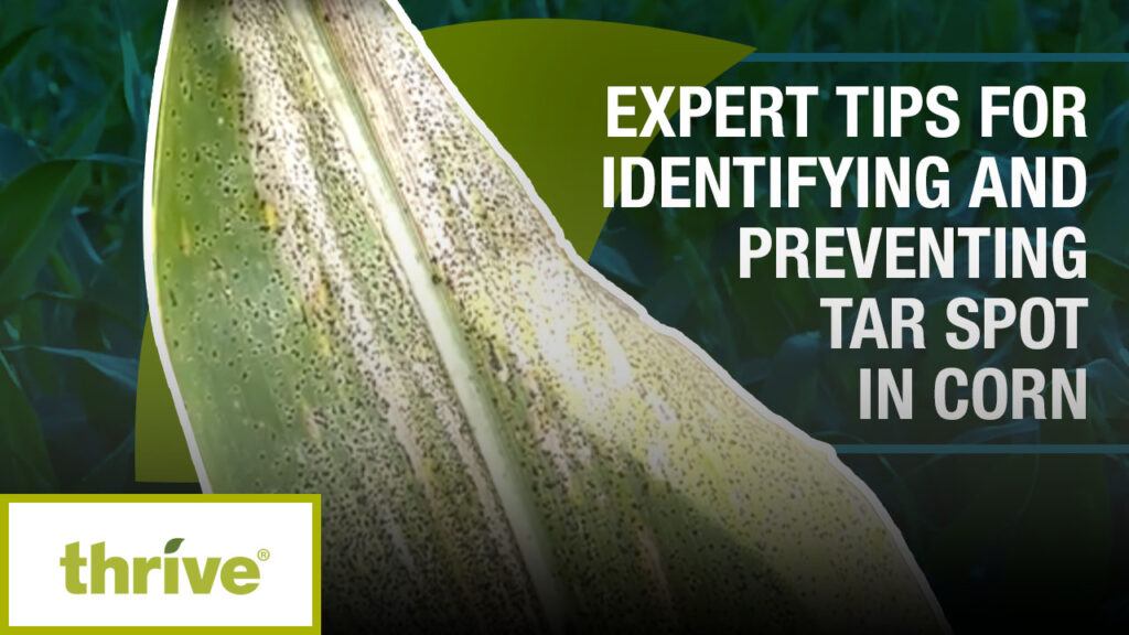A close up of tar spot on a corn leaf and text that says 